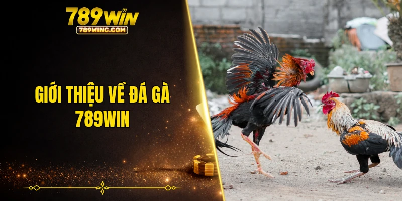 Giới thiệu về đá gà 789WIN