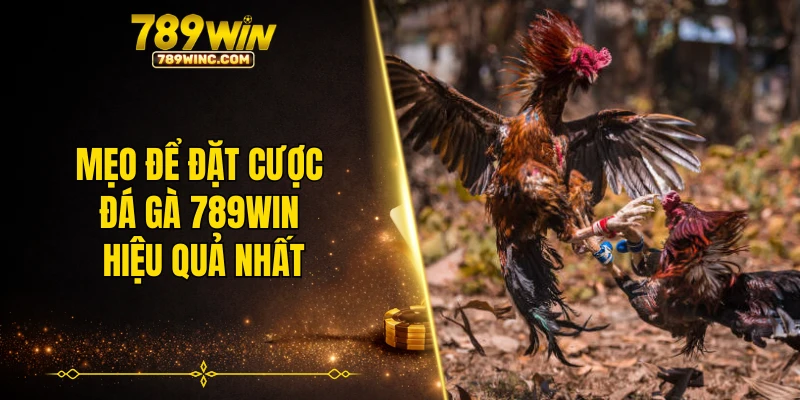 Mẹo để đặt cược đá gà 789WIN hiệu quả nhất